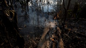 Área devastada por incêndio florestal em 2020
